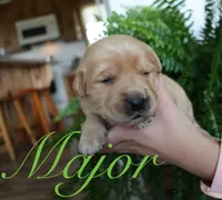Major, a male Golden Retriever for sale in Wellman, IA – 1 of 4