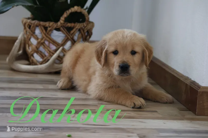 Dakota – Golden Retriever puppy for sale in Wellman, IA