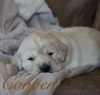 Cooper!, a male Golden Retriever for sale in Wellman, IA – Photo 3 of 3