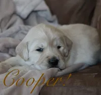 Cooper!, a male Golden Retriever for sale in Wellman, IA – Photo 2 of 3