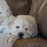 Cooper!, a male Golden Retriever for sale in Wellman, IA – Photo 1 of 3