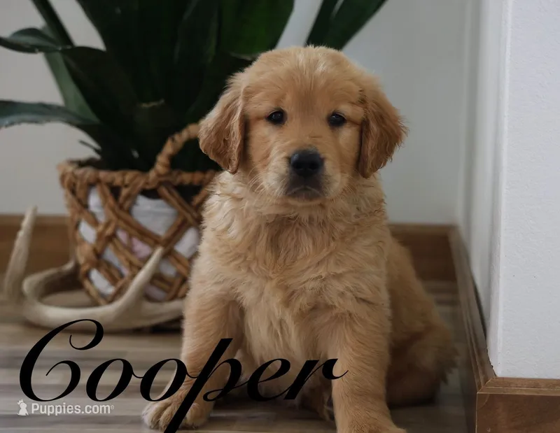 Cooper – Golden Retriever puppy for sale in Wellman, IA