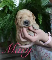 Macy, a female Golden Retriever for sale in Wellman, IA – 2 of 4