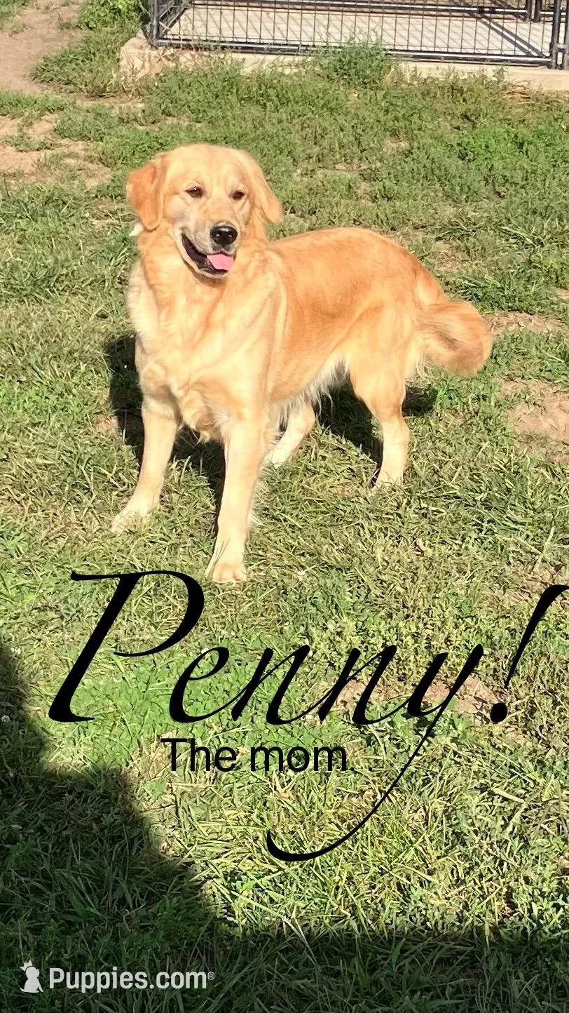 Rosie!, a female Golden Retriever for sale in Wellman, IA – 3 of 4