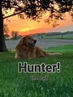 Major, a male Golden Retriever for sale in Wellman, IA – 4 of 4