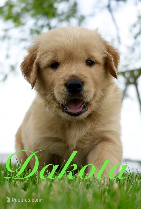 Dakota – Golden Retriever puppy for sale in Wellman, IA