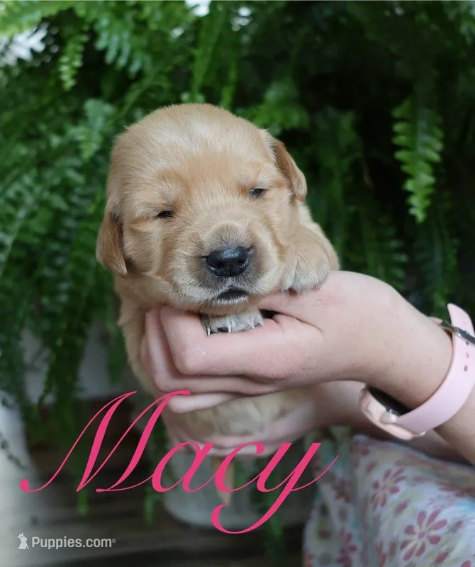 Macy – Golden Retriever puppy for sale in Wellman, IA