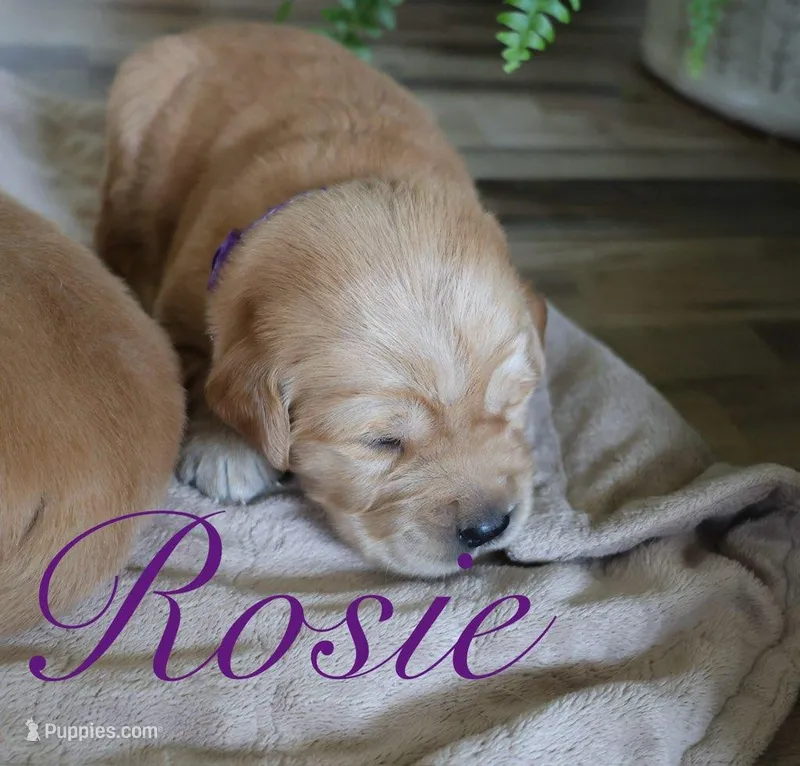 Rosie! – Golden Retriever puppy for sale in Wellman, IA