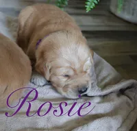 Rosie!, a female Golden Retriever for sale in Wellman, IA – 1 of 4