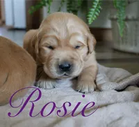 Rosie!, a female Golden Retriever for sale in Wellman, IA – 2 of 4