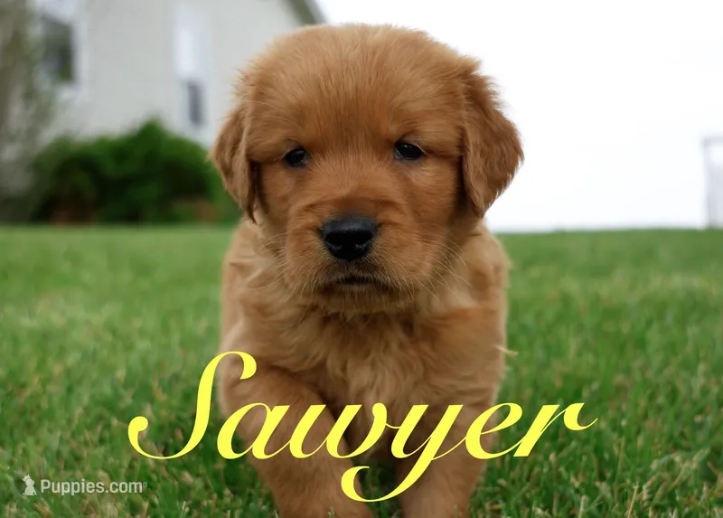 Sawyer – Golden Retriever puppy for sale in Wellman, IA