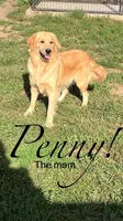 Lil'Bud, a male Golden Retriever for sale in Wellman, IA – 4 of 4