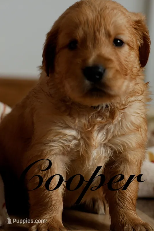 Cooper – Golden Retriever puppy for sale in Wellman, IA