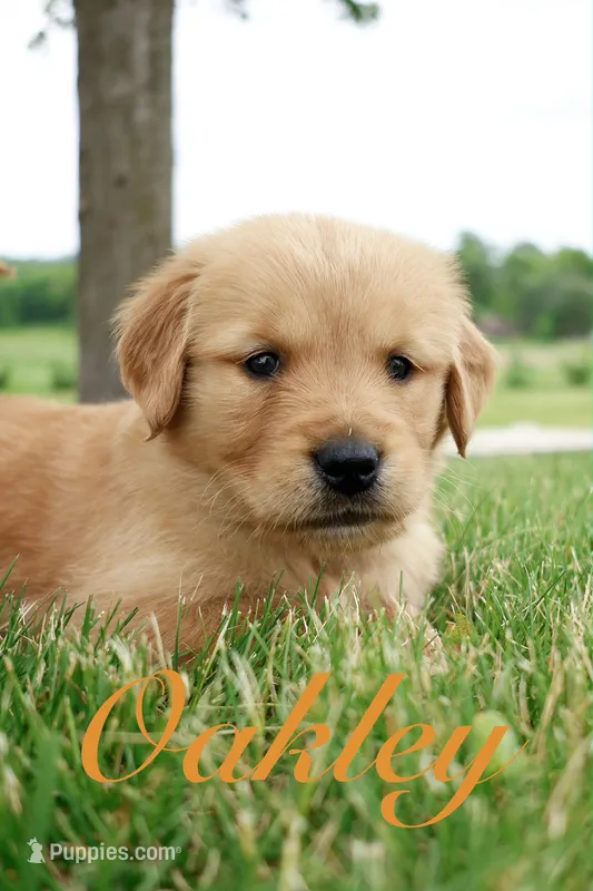 Oakley – Golden Retriever puppy for sale in Wellman, IA
