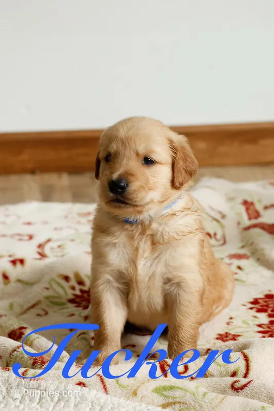 Tucker – Golden Retriever puppy for sale in Wellman, IA