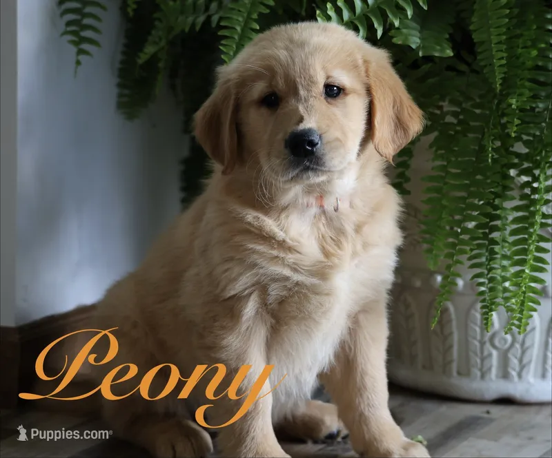Peony – Golden Retriever puppy for sale in Wellman, IA