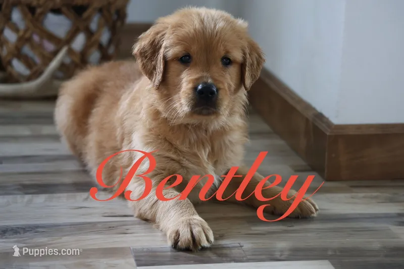 Bentley – Golden Retriever puppy for sale in Wellman, IA