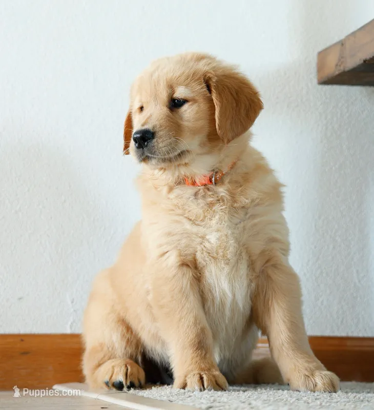 Peony – Golden Retriever puppy for sale in Wellman, IA