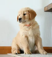 Peony, a female Golden Retriever for sale in Wellman, IA – 1 of 4