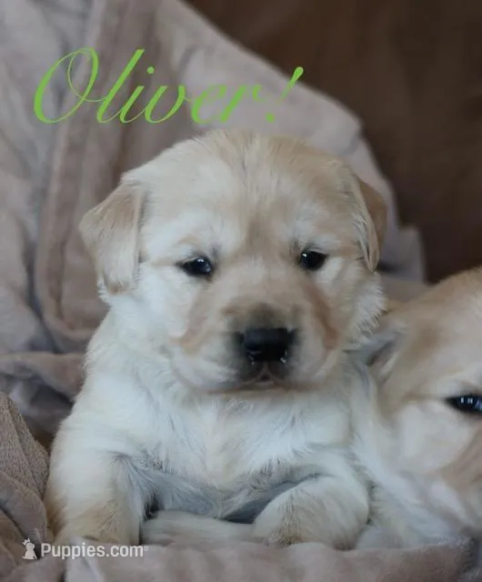 Oliver!
