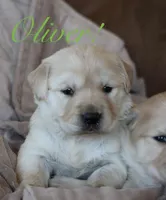 Oliver!, a male Golden Retriever for sale in Wellman, IA – Photo 1 of 3