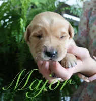 Major, a male Golden Retriever for sale in Wellman, IA – 2 of 4