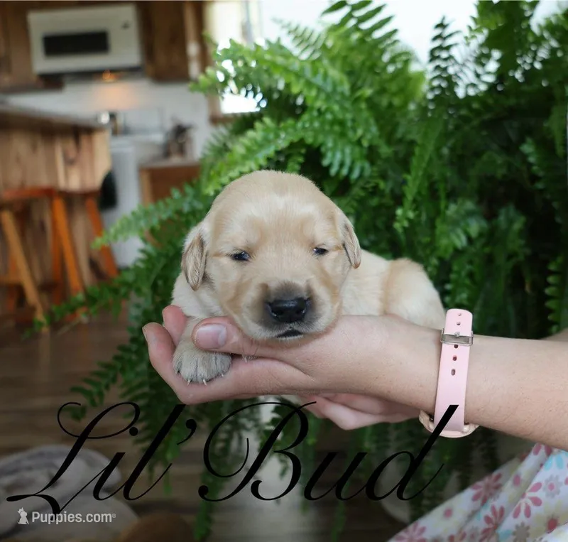 Lil'Bud – Golden Retriever puppy for sale in Wellman, IA