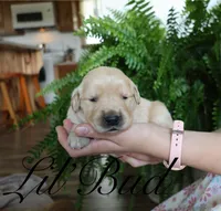 Lil'Bud, a male Golden Retriever for sale in Wellman, IA – 1 of 4