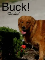 Cooper, a male Golden Retriever for sale in Wellman, IA – 4 of 5