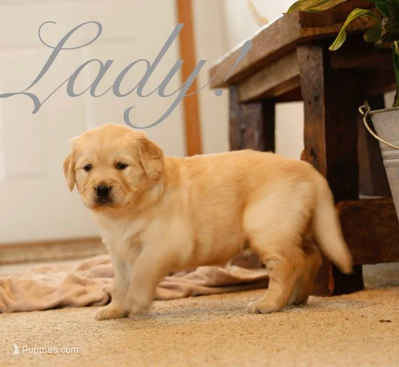 Lady!