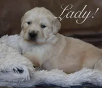 Lady!, a female Golden Retriever for sale in Wellman, IA – Photo 3 of 3