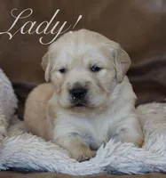Lady!, a female Golden Retriever for sale in Wellman, IA – Photo 1 of 3
