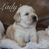 Lady!, a female Golden Retriever for sale in Wellman, IA – Photo 2 of 3