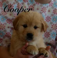Cooper, a male Golden Retriever for sale in Wellman, IA – 3 of 5