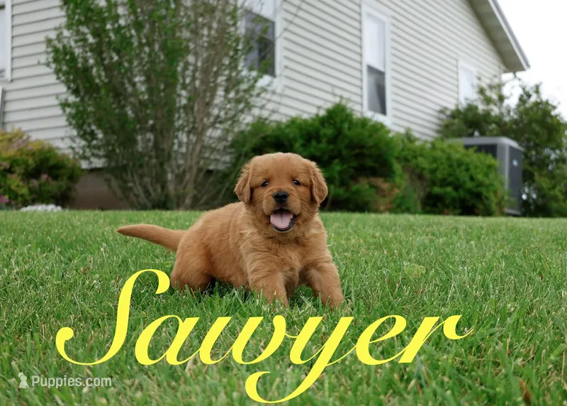 Sawyer – Golden Retriever puppy for sale in Wellman, IA