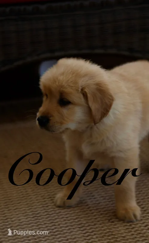 Cooper – Golden Retriever puppy for sale in Wellman, IA