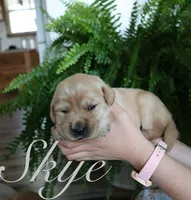 Skye, a female Golden Retriever for sale in Wellman, IA – 2 of 4