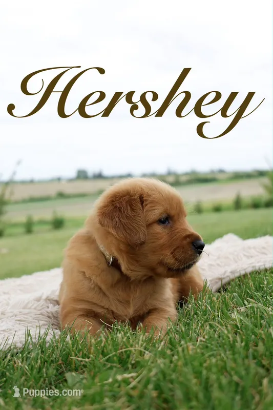 Hershey – Golden Retriever puppy for sale in Wellman, IA