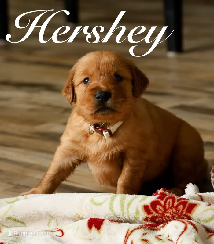 Hershey – Golden Retriever puppy for sale in Wellman, IA
