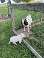 Goose, a male Great Pyrenees for sale in Marengo, OH – 2 of 2