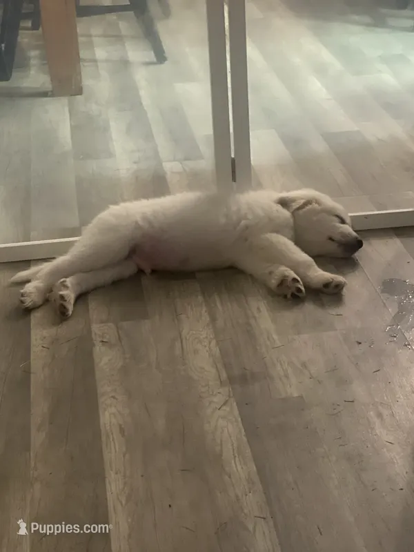 Ice – Great Pyrenees puppy for sale in Marengo, OH