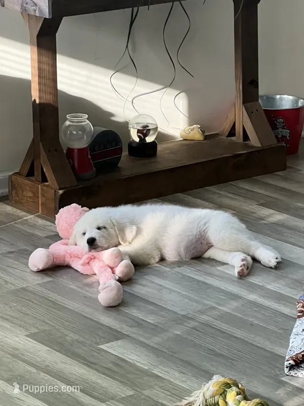 Goose – Great Pyrenees puppy for sale in Marengo, OH