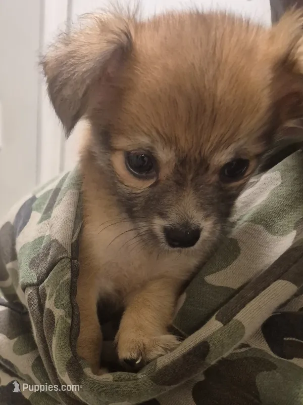 Bruno Marshawn  – Chihuahua, Pomeranian puppy for sale in Raleigh, NC