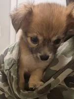 Bruno Marshawn , a male Chihuahua and Pomeranian for sale in Raleigh, NC – 1 of 1