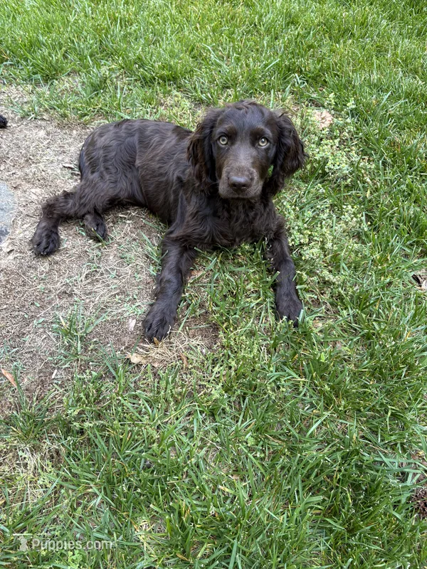 Turkey, a male Boykin Spaniel for sale in Charlotte, NC – 1 of 2