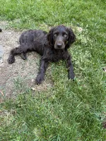 Turkey, a male Boykin Spaniel for sale in Charlotte, NC – 1 of 2
