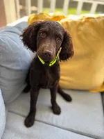 Yellow, a female Boykin Spaniel for sale in Charlotte, NC – 1 of 1