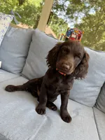 Red, a male Boykin Spaniel for sale in Charlotte, NC – 2 of 2
