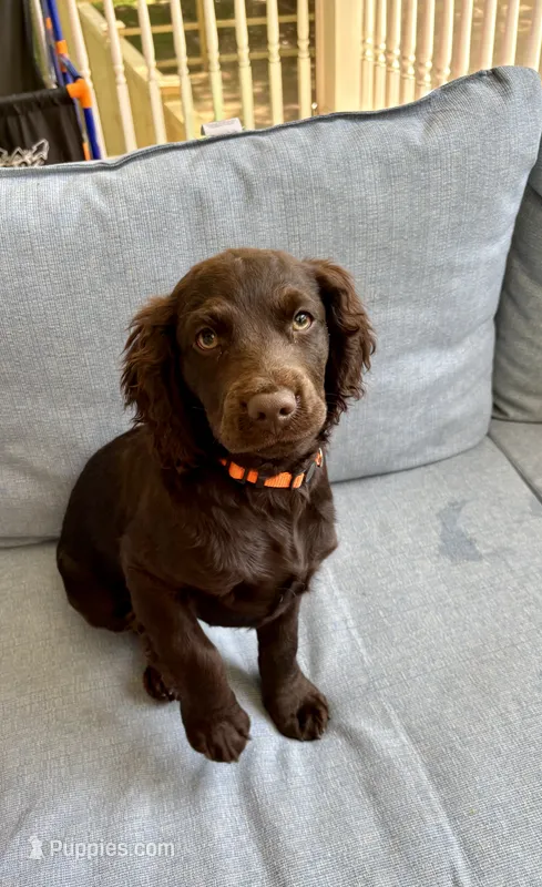 Red – Boykin Spaniel puppy for sale in Charlotte, NC