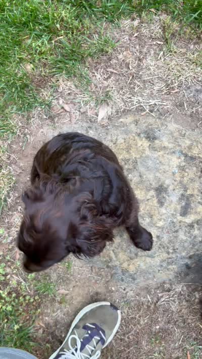 Turkey, a male Boykin Spaniel for sale in Charlotte, NC – 2 of 2